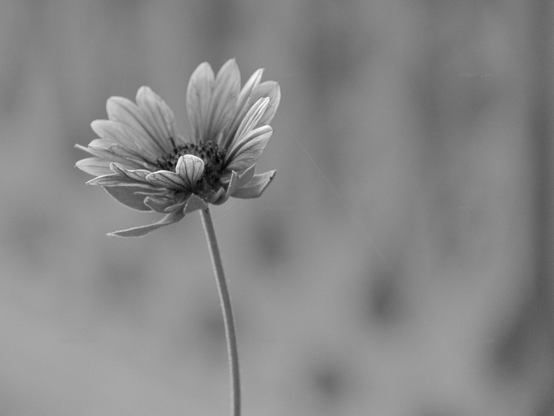 Flower, black and white, photo
