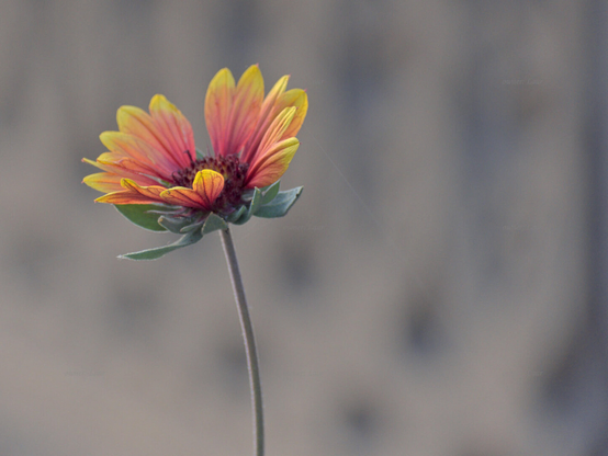 Flower, color, photo