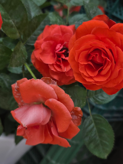 Orangy-pink roses. 