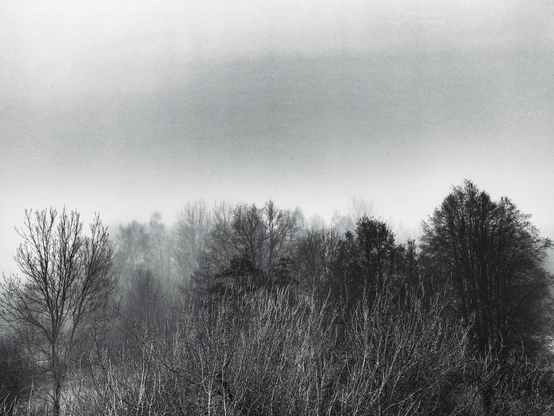 Eine Baumgruppe im Nebel.