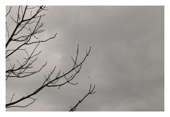 Dark, bare tree branches reaching diagonally across the left side of the frame. The background is dominated by a flat, gray, heavily overcast sky, with a small, blurred insect visible between the branches near the center of the image. - Google Gemini Latest