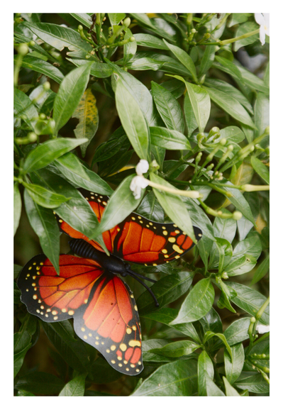A plastic, artificial butterfly with bright orange and black monarch-like wings resting among dense, glossy green foliage. The leaves surround the insect prop, and several small white flower buds and open blooms are interspersed throughout the greenery.