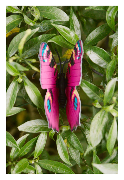 A different thing, but a pink butterfly (still artificially).