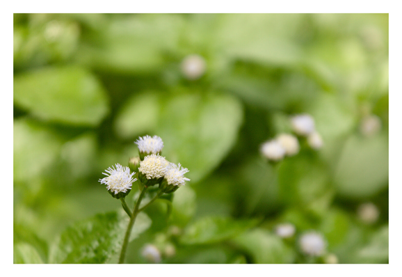 Billygoat weeds flowers