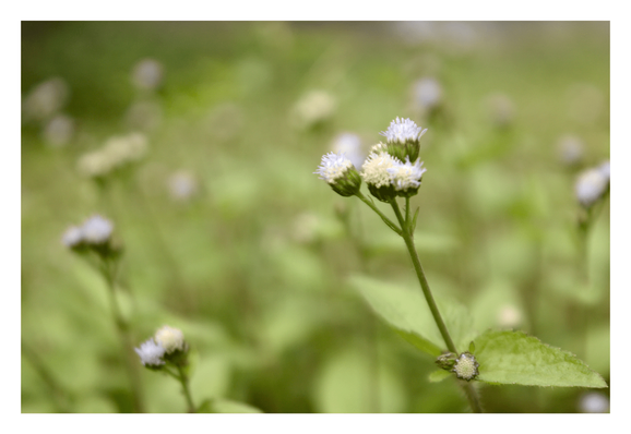 Billygoat weeds flowers