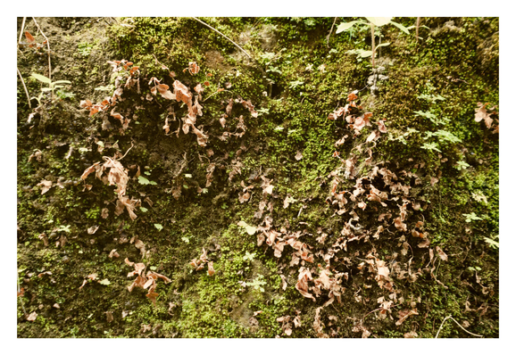A vertical surface, likely a patch of wet earth or rock, densely covered in bright green moss and small sprouts of vegetation. Scattered among the living greenery are clusters of small, dried, brown, curled-up leaves, contrasting with the dark, damp soil texture. - Google Gemini Latest