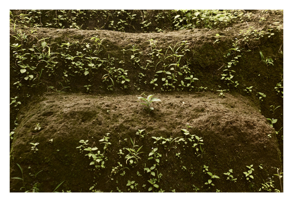 A dark, earthy surface, likely a tiered mound of soil or a bank, is densely populated with small, vibrant green weeds and seedlings. The terrain is rough and textured, with horizontal steps or ridges creating clear divisions where the tiny plants cluster. - Google Gemini Latest