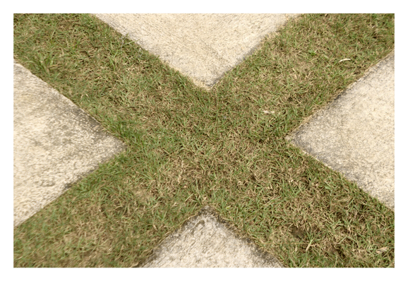 A concrete walkway and patches of grass, forming a prominent 'X' shape in the center of the frame. The rough, light-colored concrete slabs are divided by strips of green and brown turf. - Google Gemini Latest