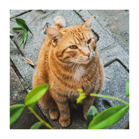 An orange tabby cat is sitting on a stone pathway. The cat is facing slightly to the right of the frame, with their amber eyes are looking off into the distance to the right (at my partner). Green leaves and foliage partially frame the bottom and left sides of them. The stone of the pathway are different shades of grey.