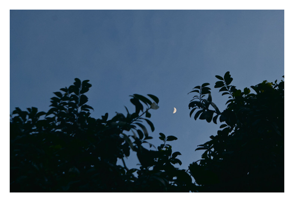 A serene view of a quarter moon in a pale blue sky during sunset. The moon is framed centrally, framed by the dark, silhouetted leaves and branches of trees in the foreground.