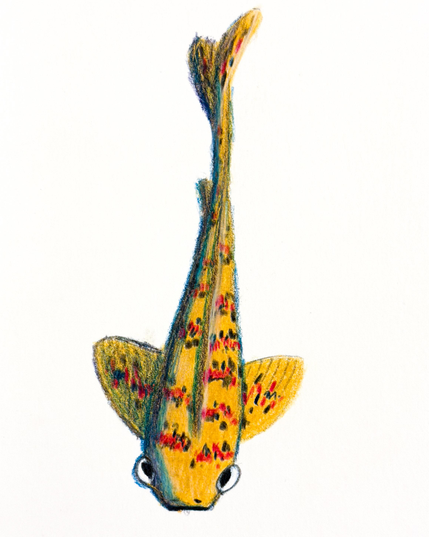 Pencil sketch of a koi. 