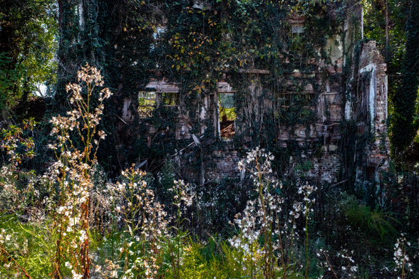 A color photo of the last wall standing of an abandoned building.  There are vines covering it and the whole area is being reclaimed by nature.