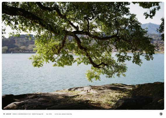 의림지의 풍경 앞으로 바위 위에 나무가지가 내려앉은 모습. 나무가 내려앉은 곳엔 그늘 대신 빛이 비춰지고 있음.