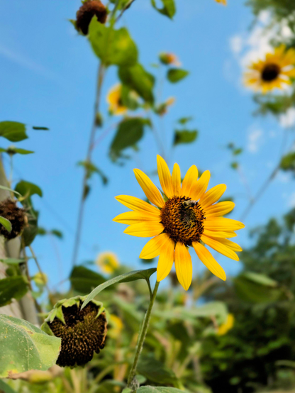Sunflower