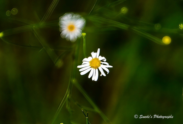 "Two white daisies rise from a sea of dark green, their petals crisp and radiant against the blurred backdrop of grass and foliage. The daisy in the foreground is in sharp focus—its delicate white petals fanned out like rays of soft light, encircling a vibrant yellow center that glows like a miniature sun. Each petal curves gently outward, some overlapping, some slightly curled, giving the flower a sense of motion even in stillness.

Behind it, a second daisy hovers in softer focus, echoing the shape and brightness of the first but with a dreamy haze that adds depth and distance. The background is a wash of deep green, blurred into abstraction, allowing the daisies to stand out like quiet stars in a twilight field.

The lighting is gentle and diffuse, casting no harsh shadows—just a soft illumination that enhances the purity and simplicity of the flowers. The overall mood is peaceful, intimate, and quietly joyful, as if the daisies were whispering to each other in the hush of morning light." - Microsoft Copilot