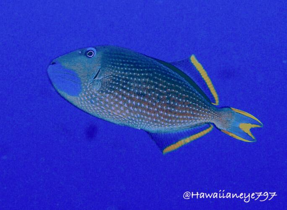 A gray fish as long as your forearm and hand swimming against a deep blue background. Its tail and rear fins are trimmed in golden yellow and it has a blue beard. Its body is spotted white in orderly rows. 