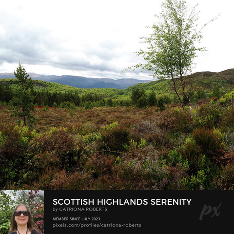 Coloured photograph featuring the design- 

Scottish Highlands Serenity.

I took this photo during a lovely summer nature walk through the Scottish Highlands. 

Features a lush green landscape stretching towards distant mountains under a cloudy sky. 

A lone Birch tree stands prominently amongst the Heather and Blay Berry bushes in the foreground. 

Click links on main post for options.
