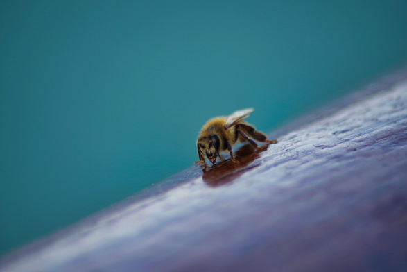 Closeup of a bee on a wooden railing.