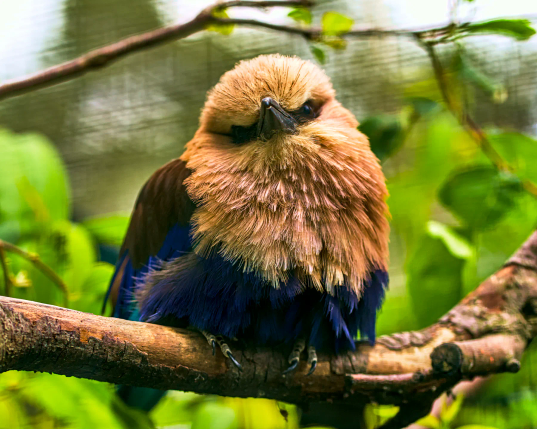 Eine Opalracke sitzt auf einem Ast und schaut in die Kamera. Der Kopf des Vogels ist von einem goldbraunen Gefieder bedeckt, der Bauch ist blau. Die Flügel liegen an, aber man sieht, dass sie nahezu schwarz sind. 
.
An opal roller sits on a branch and looks into the camera. The bird's head is covered with golden brown plumage, and its belly is blue. Its wings are folded, but you can see that they are almost black.
.
