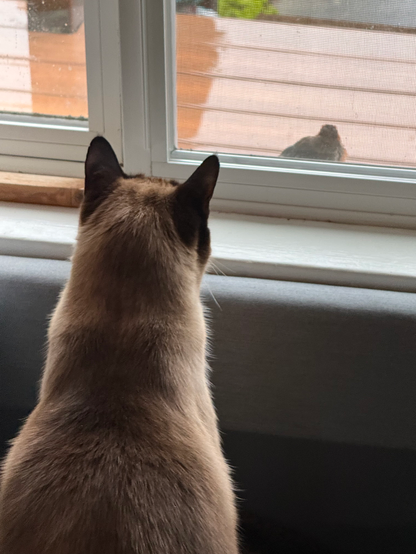So close, sorry for the non-posting, but I'm deep into a course revision with a due date before the holiday break, down to just caturday pictures of my cats hunting in the window. The bird was so close. #caturday #hunting #birds #photography #photo 