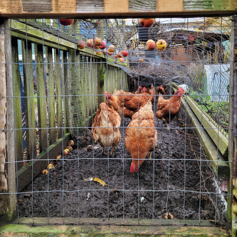 This image shows an urban garden with a chicken run. The enclosure is bordered by a mesh fence, including the top. Above the chickens is an apple tree and several fallen apples litter the top mesh. Some of the smaller apples have fallen through the mesh to the ground.