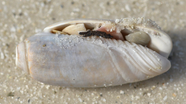 A photo of a lettered olive shell on the sand of a beach. The shell has pieces of other shells in it's opening. 