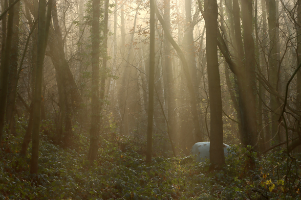 A single green round bale of hay lurks in the bramble understory of the misty woodland, backlit tree trunks silhouetted by the overhead brightness