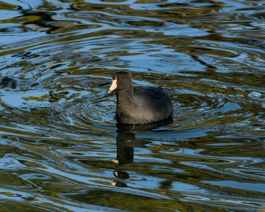 A black bird with a white beak paddles in the water, concentric ripples in the water reflect the light almost like chrome. Most likely a coot, though I'm no birding expert!