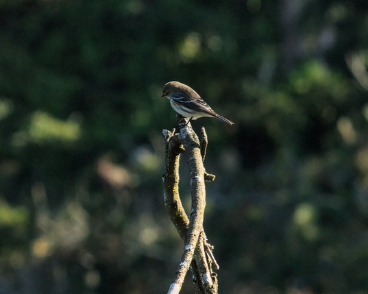 A small brown bird with stripey wings sits on top of a twig, against a blurry background.