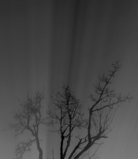 Light casting a shadow in the fog through a tree