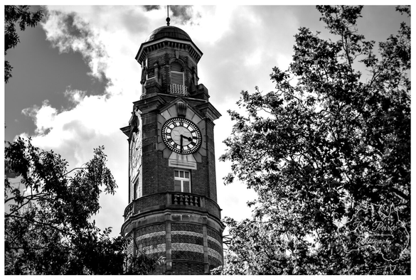 A low angle black and white photograph of a tall, brick clock tower in Launceston, Tasmania, featuring a round clock face near the top.  The tower is framed on the left and right by dark, leafy tree branches against a bright, cloudy sky