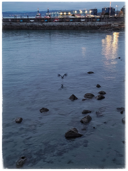 This image shows a portion of the Dallas Road walkway, looking west toward Ogden Point. It's blue hour and the lights are on in the background. In mid-frame a Great Blue Heron has just lifted off in a flurry of feathers and wings.