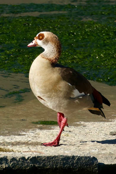 a gorgeous and weird looking goose stands on one leg in a river