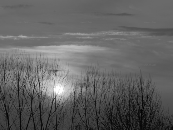 Sunset, trees, black and white, photo