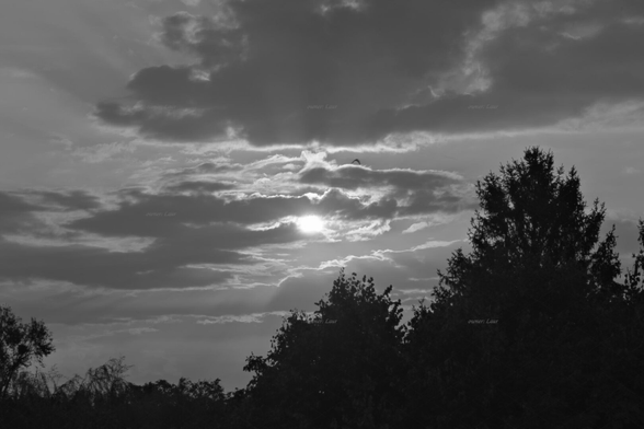 Clouds, trees, black and white, photo