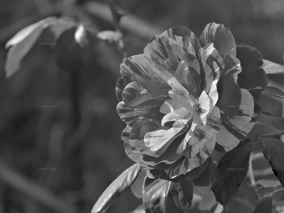 Rose, closeup, black and white, photo