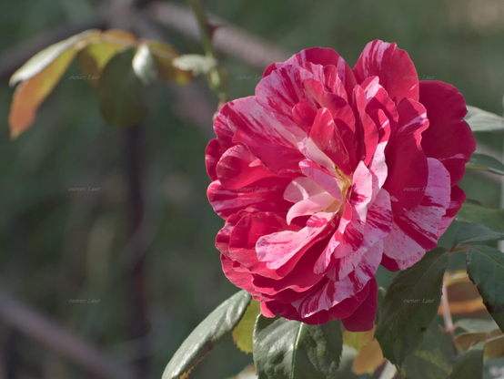 Rose, closeup, color, photo
