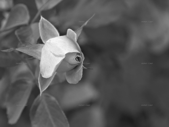 Rose, closeup, black and white, photo