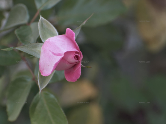 Rose, closeup, color, photo