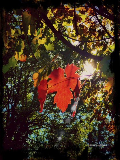 Une feuille de vigne rouge au milieu d'autres frondaisons qui n'ont pas encore complètement entamé leur changement de couleurs.