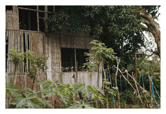 A weathered, dilapidated wooden structure that appears to be an abandoned house or shack. The building is constructed with vertical slats, possibly bamboo or worn timber, and features large, dark, empty window frames. Nature is reclaiming the structure, with lush green foliage from large trees hanging over the roof and papaya plants growing prominently in the foreground. A makeshift fence made of sticks and string runs along the front of the overgrown yard.