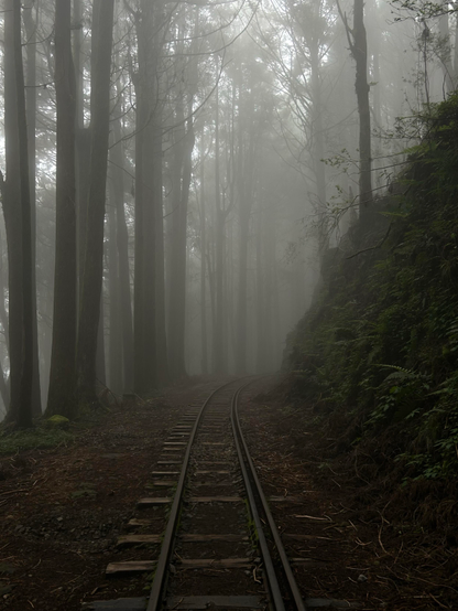 Stara ścieżka kolejowa w parku Alishan w Tajwanie. Zamglony las.