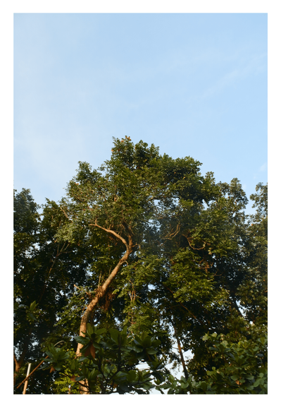 Cluster of tall trees with dense, dark green foliage. A prominent, light-colored tree trunk curves slightly as it reaches upward through the leaves on the left side. Small touches of reddish-orange flowers or leaves are visible near the very top of the canopy. Above the trees, a vast, clear light blue sky fills the upper half of the frame, creating a sense of height and openness. - Google Gemini 3 Pro Latest