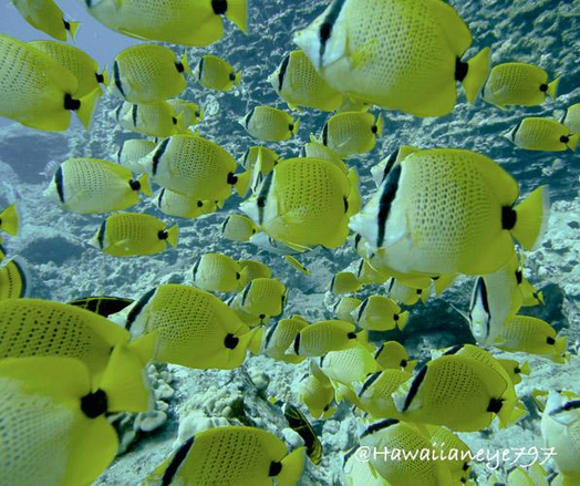 A cluster of yellow fish mass over an ocean reef. The fish have fine uniform spots lined vertically on their bodies and black lines through their face. 