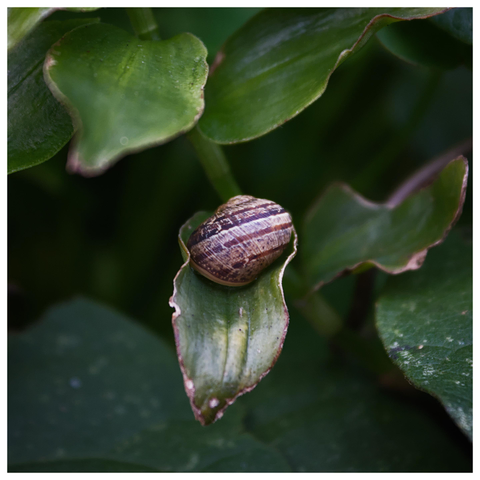 A closeup photo of a snail on top of a leaf. The snail is centered in the photo and there are leaves all around. The phot also has a thin white frame.