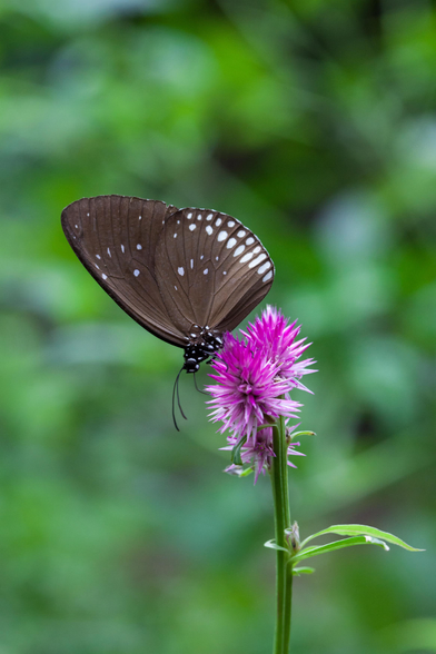 A dark brown butterfly with white spots on its wings is perched on a bright purple thistle flower with a blurred green background.