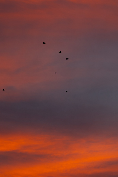 A cloudy sunset with birds in the foreground.