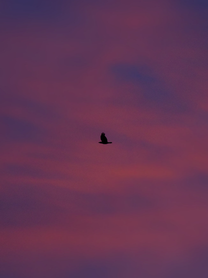 A cloudy sunset with a bird in the foreground.