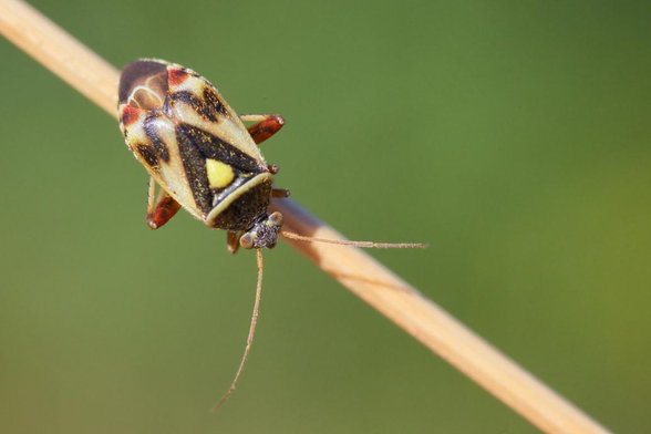 Punaise bariolée de rouge, jaune, noir et blanc, avec une pilosité dorée. Elle se nourrit des gaillets. Elle est posée sur une tige de graminée sur un fond vert.