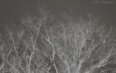 "A tree stands stark and skeletal against a darkened sky, its bare branches reaching upward like veins of frost etched in silver. The photograph is rendered in high contrast—possibly inverted—so that the branches appear ghostly white or pale gray, glowing against a deep, shadowed background. The effect is haunting and elegant, transforming the tree into a web of delicate filigree.

Each branch twists and forks with intricate precision, creating a lacework of winter’s architecture. There are no leaves, no birds, no movement—only the stillness of form and the quiet drama of contrast. The tree’s trunk is mostly obscured, drawing the eye upward into the branching canopy, where the lines tangle and stretch like frozen lightning.

The image feels both natural and otherworldly, as if the tree were a spectral witness to the season’s hush. The absence of color and the stark geometry evoke a sense of solitude, resilience, and quiet power." - Microsoft Copilot